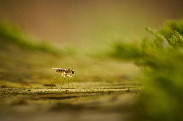 Summer Deep Dive: Mosquitoes